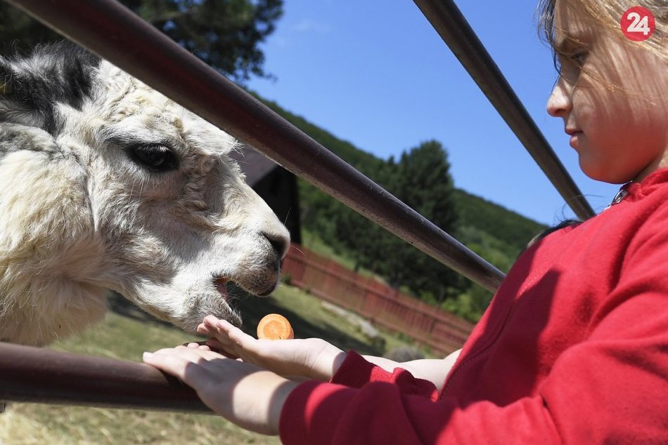 Ilustračný obrázok k článku Skvelé výlety pre rodiny s deťmi: Vyskúšajte TOP atrakcie v Nitrianskom kraji