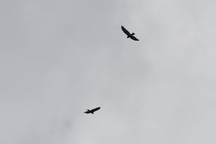 Ilustračný obrázok k článku Ochranári a poľnohospodári v akcii: Zachraňujú vzácne dravce