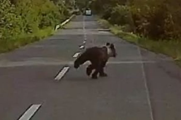 Ilustračný obrázok k článku Nečakané stretnutie len kúsok od Bystrice. Marekovi do cesty vbehol medveď, VIDEO