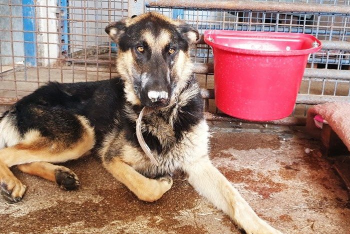 Ilustračný obrázok k článku Smutný príbeh zo žiarskeho útulku: Dio, držíme ti palce! FOTO a VIDEO