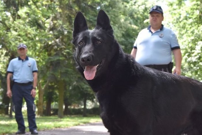 Ilustračný obrázok k článku Skvelá práca policajného psa: Zachytil stopu mladíkov v dedine pri Michalovciach