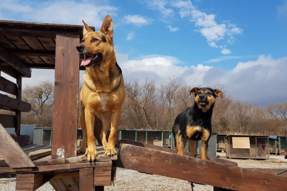 Ilustračný obrázok k článku Dobrovoľníci, ktorí chcú pomáhať v útulku zvierat, sa doňho odvezú autobusom zadarmo, FOTO