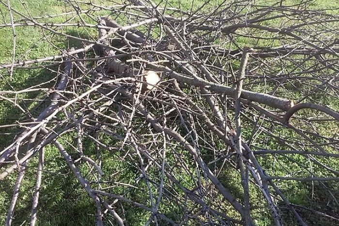 Ilustračný obrázok k článku Zbavte sa zeleného odpadu: V meste sa tento rok uskutoční ešte jeden vývoz