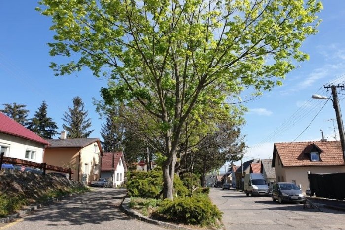 Ilustračný obrázok k článku Skvelá letná športová akcia: Dúbravka bude pamiatky spoznávať behom