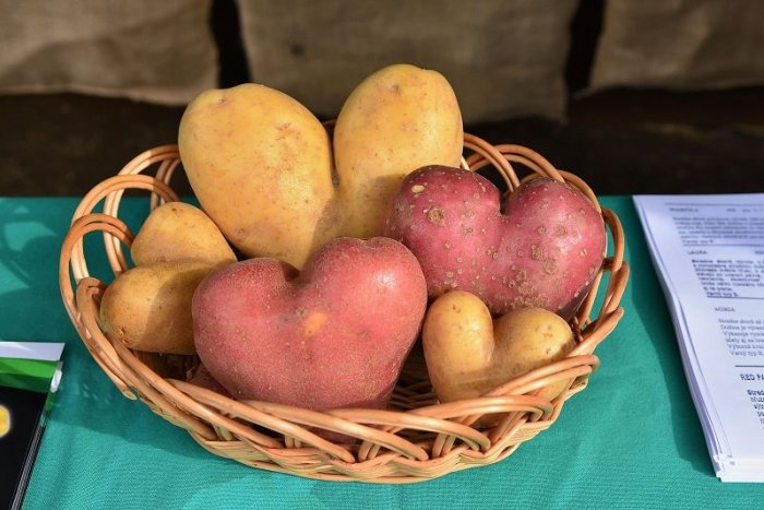 Ilustračný obrázok k článku Viete, čo sú erteple, grumbír či krumpole? Na Záhorí vám to vysvetlia!