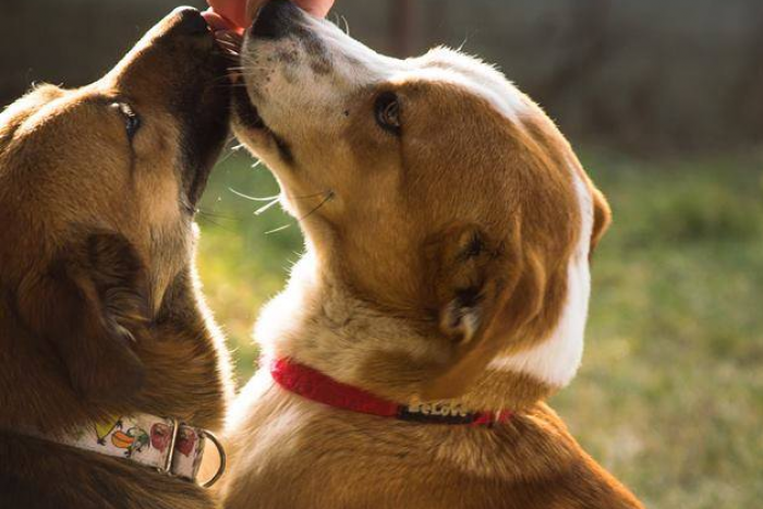 Ilustračný obrázok k článku Rozkošní chlpáči už čakajú: Vyberte si aj vy nového miláčika, FOTO