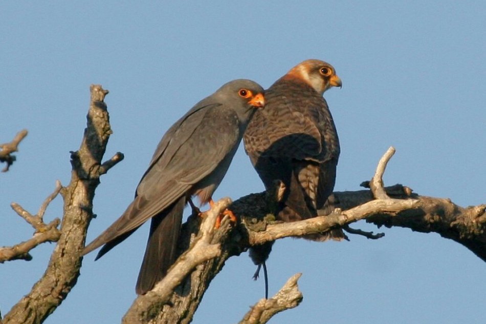 Ilustračný obrázok k článku Pri Trnave hniezdi ohrozený dravec: Výskyt vzácneho sokola potvrdili po 40 rokoch