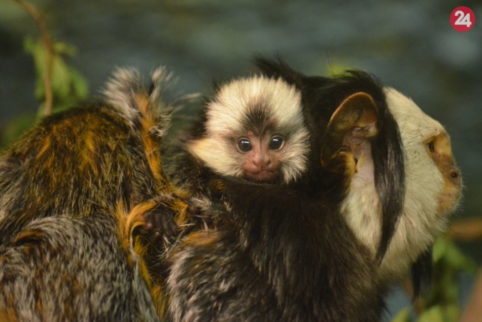 Ilustračný obrázok k článku V košickej zoo majú roztomilé prírastky. Narodili sa dvojičky kosmáčov bieločelých, FOTO