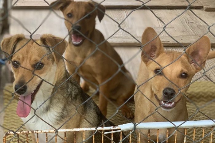 Ilustračný obrázok k článku Šalianski útulkáči bojujú o prežitie: Financie majú na posledné tri mesiace