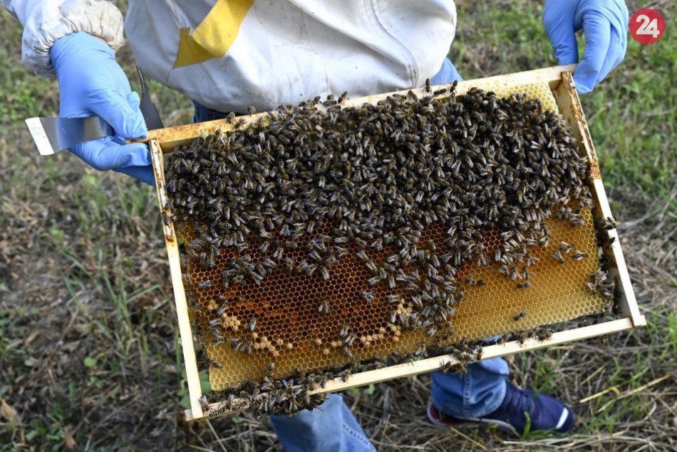 Ilustračný obrázok k článku Včelárovi z Nitry ostali len oči pre plač: Niekto mu ukradol sedem úľov