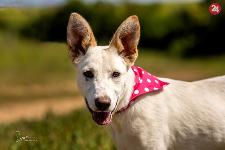 Ilustračný obrázok k článku Sašu so sestričkami a maminou vyhodili z auta: Celý deň čakali, no nik sa po ne nevrátil