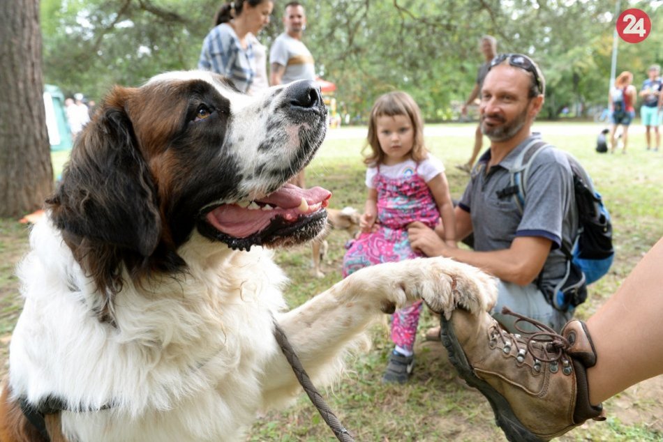 Ilustračný obrázok k článku Na sídlisku KVP spustili informačnú kampaň zameranú na psíčkarov