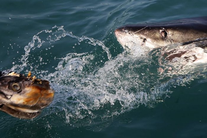 Ilustračný obrázok k článku Rodina na rybačke: Žralok sa vymrštil nad hladinu a uchmatol z vlasca ulovenú rybu