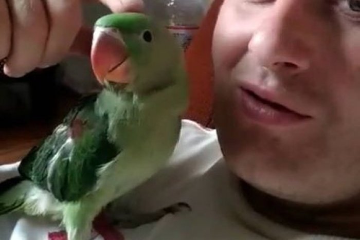 Ilustračný obrázok k článku Zúfalí majitelia prosia Žilinčanov o pomoc: Videli ste niekde tohto malého papagája?