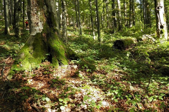 Ilustračný obrázok k článku Zaujímavé podujatie na Bielej hore: Aha, aké špacirky tam môžete zažiť