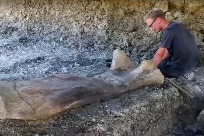 Ilustračný obrázok k článku KURIOZITA DŇA: Vo Francúzsku objavili obrovskú kosť dinosaura