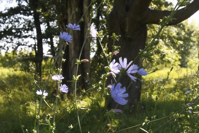 Ilustračný obrázok k článku V mestách vysievajú lúčne kvety: Zavedú tento trend aj v Šali?