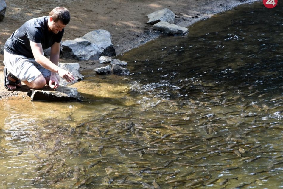 Ilustračný obrázok k článku Vyhľadávaná lokalita domácimi aj turistami: Takto krásne je v lete na Morskom oku