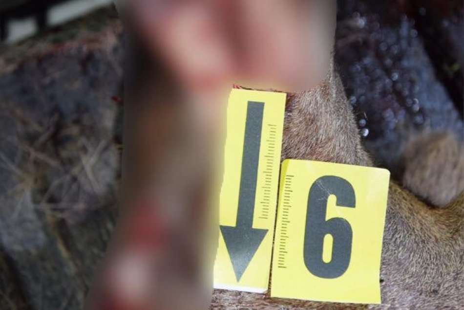 Ilustračný obrázok k článku Otrasné ZÁBERY: Policajti obvinili muža z pytliactva, aha čo napáchal pri Štiavnici!