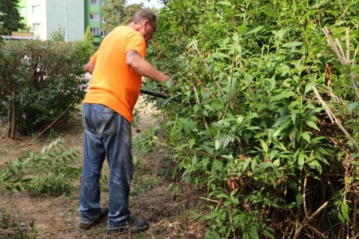 Ilustračný obrázok k článku Petržalka venuje v lete vyššiu pozornosť starostlivosti o stromy aj odpad