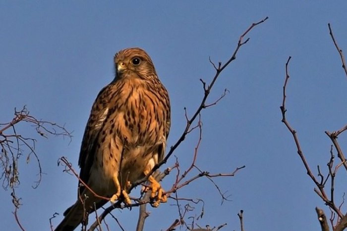 Ilustračný obrázok k článku Vtáčatám sa v Bratislave darí: Z búdok vyletelo túto sezónu 204 mláďat