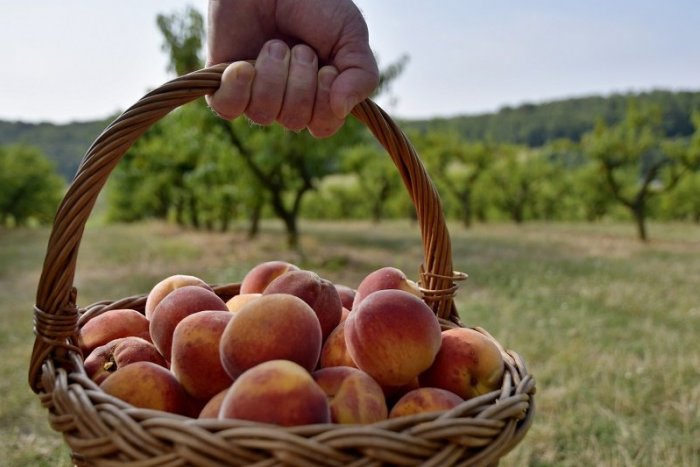 Ilustračný obrázok k článku V Seliciach sa začína SAMOZBER broskýň: Aké sú CENY?