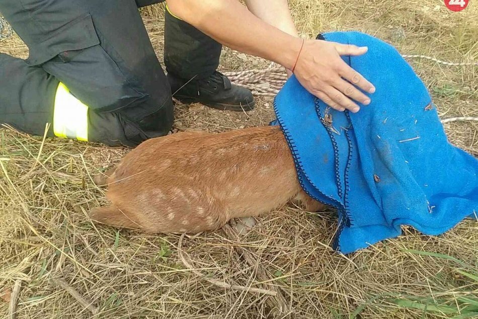 Ilustračný obrázok k článku Trenčianski hasiči sa vyznamenali: Pozrite na FOTO, ako pomohli bezmocnej srnke