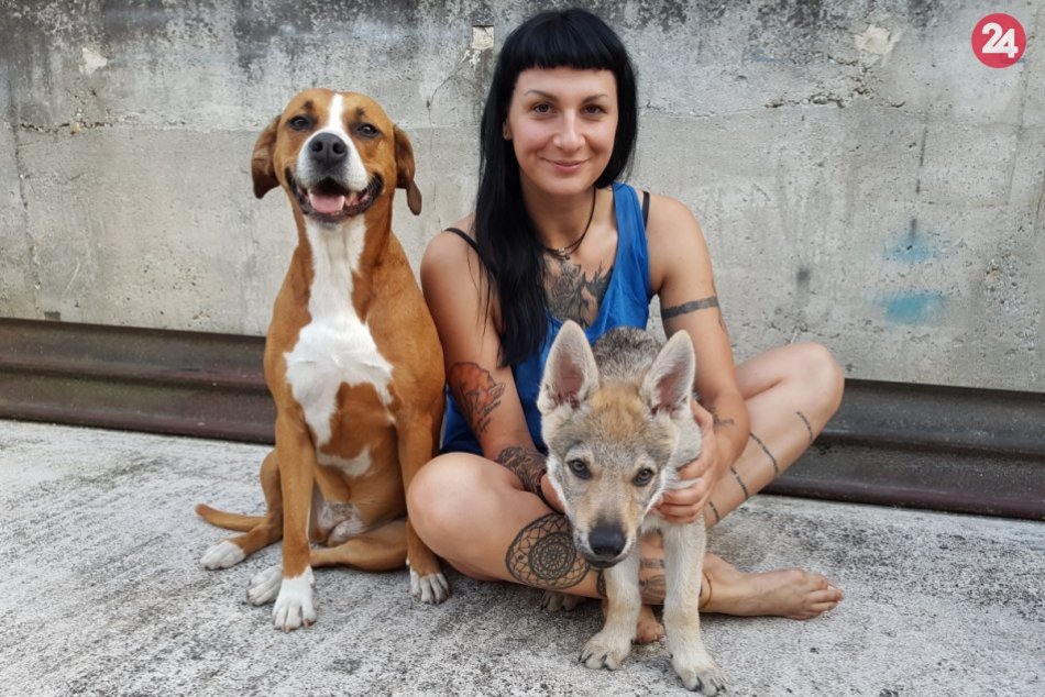 Ilustračný obrázok k článku Mária žije s polovičným vlkom: Z plemena pre pohraničnú stráž je skvelý spoločník