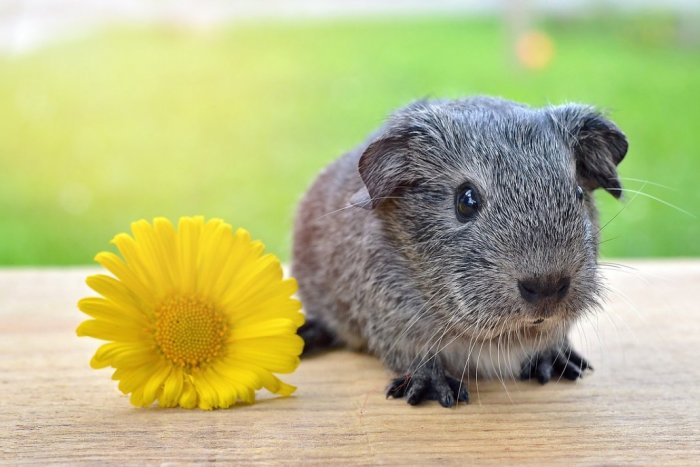 Ilustračný obrázok k článku KURIOZITA DŇA: Zlodeji so svedomím vrátili do zoo morčatá aj s odškodným