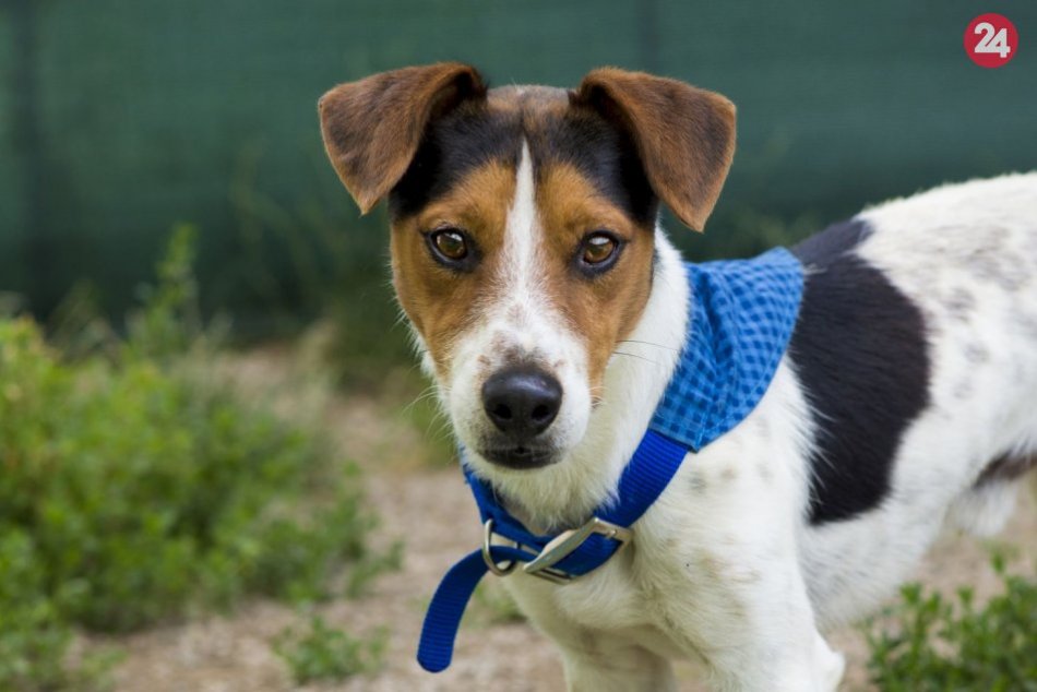 Ilustračný obrázok k článku Skvelý parťák, veľký mojkáč a verný priateľ: Energický Russel túži po novom domove