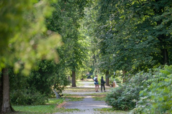 Ilustračný obrázok k článku Bystrica s prvenstvom, ktoré alergikov nepoteší: Má najviac peľu týchto 2 rastlín