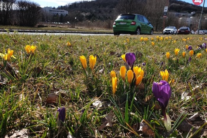 Ilustračný obrázok k článku Bratislava zakladá kvetnaté lúky, poslúžia aj ako klimatizácia v horúčavách