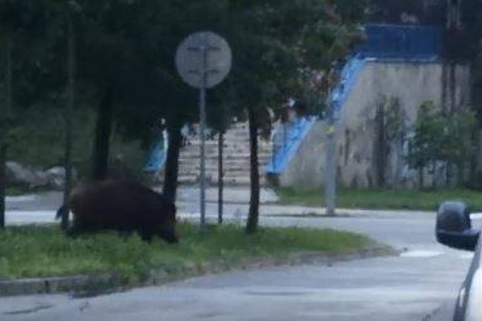 Ilustračný obrázok k článku Na sídlisku Ťahanovce budú opäť strieľať diviaky, FOTO