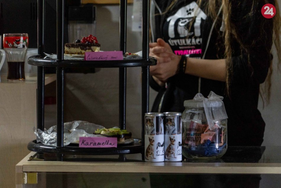 Ilustračný obrázok k článku Podporte obyvateľov švábovského útulku: Chystá sa tam ďalšia parádna akcia