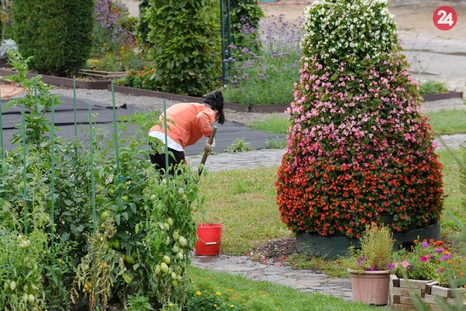 Ilustračný obrázok k článku Agrokomplex hľadá upratovačku: Aký ponúka PLAT?