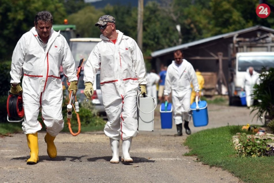 Ilustračný obrázok k článku Kvôli africkému moru možno zakážu domáci chov ošípaných na východe Slovenska, FOTO