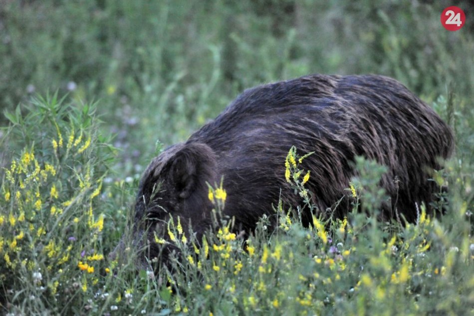 Ilustračný obrázok k článku Po Karlovej Vsi i Záhorskej Bystrici sa opäť prechádzajú diviaky. Budú ich strieľať