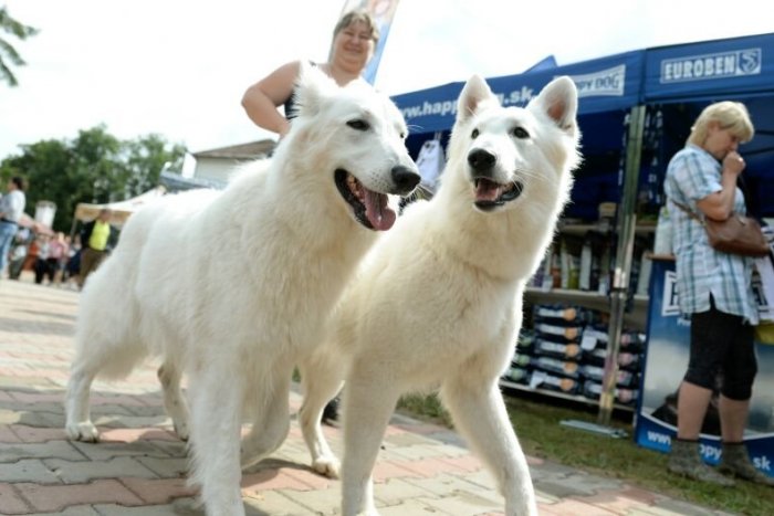 Ilustračný obrázok k článku Tipy na víkend: Zažite festival extrémnych chutí, skvelé koncerty aj spln mesiaca na cintoríne