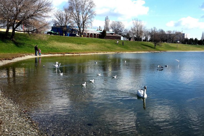 Ilustračný obrázok k článku TOP 5 tém týždňa: Vtáčí súboj o Kuchajdu a "terorizovanie" tamojších obyvateľov