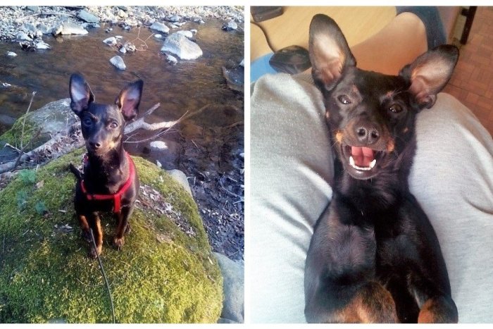 Ilustračný obrázok k článku Príbeh ratlíka Žolíka: Na Skalke prežil pád zo skál i tri týždne v divočine, FOTO, VIDEO