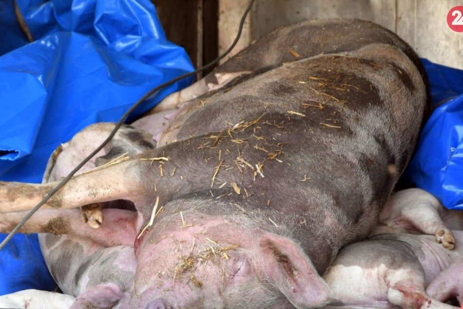 Ilustračný obrázok k článku Africký mor ošípaných zistili v ďalších 2 okresoch Banskobystrického kraja