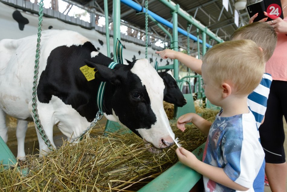 Ilustračný obrázok k článku Hľadáte si brigádu? Agrokomplex ponúka prácu na najväčšej výstave v Nitre