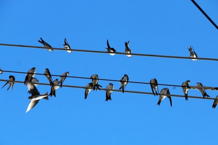 Ilustračný obrázok k článku Ornitológovia s deťmi sčítavali na sídlisku hniezda belorítok, narátali ich 23