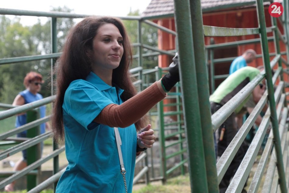 Ilustračný obrázok k článku Zamestnanci mesta pokračujú v dobrovoľníckych aktivitách. Natierali ploty v zoo, FOTO