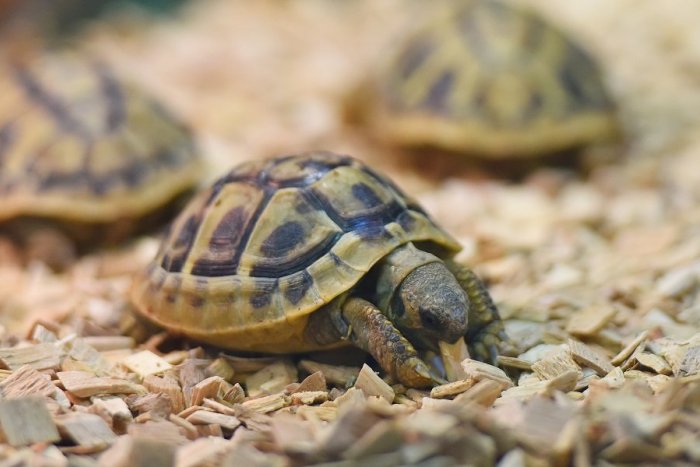 Ilustračný obrázok k článku Obavy Slovenska vzbudzuje sedemnásť inváznych nepôvodných druhov