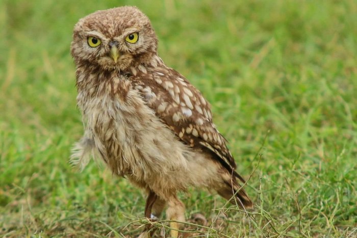 Ilustračný obrázok k článku Sovy sa tento rok začali ozývať skôr: Môže za to aj dostatok potravy