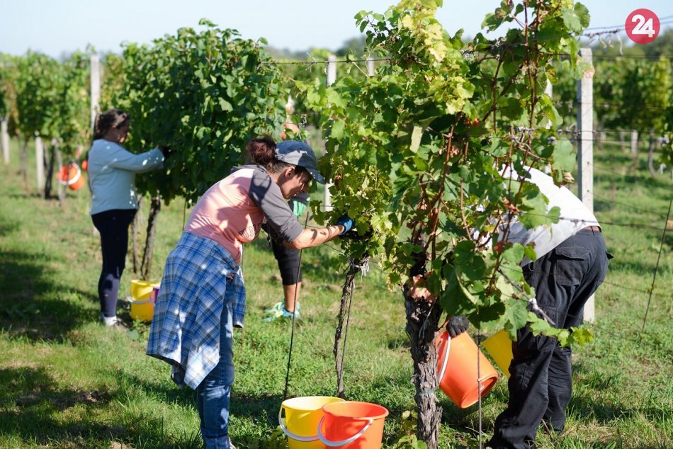 Ilustračný obrázok k článku Vo vinohradoch pri Nitre je rušno: V Mojmírovciach sa začal zber hrozna, FOTO