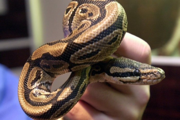 Ilustračný obrázok k článku Nečakaná návšteva: Muža pri jeho garáži v Nitre prekvapil pytón kráľovský