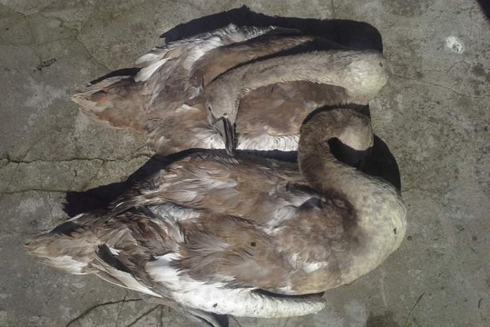 Ilustračný obrázok k článku Uhynula posledná labutienka Tatka Labutiaka. Pipo sa pravdepodobne otrávil jedlom