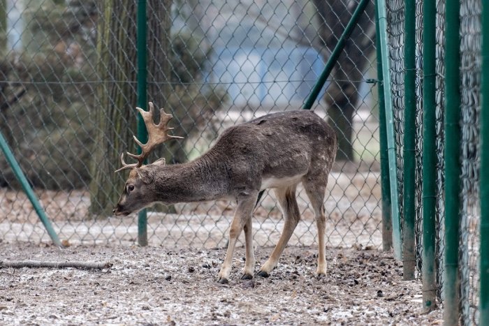 Ilustračný obrázok k článku V nitrianskom parku zahynul daniel: Mesto podalo trestné oznámenie